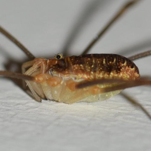 Réf. 311 732 : Opilio canestrinii